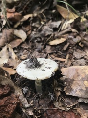Amanita