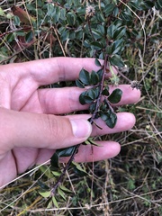 Cotoneaster divaricatus