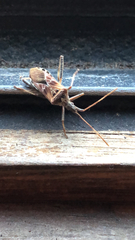 Leptoglossus occidentalis