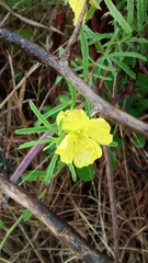 Oenothera berlandieri