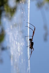 Trichonephila clavipes
