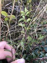 Cotoneaster divaricatus