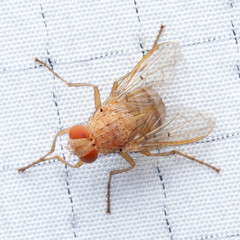 Ormia ochracea