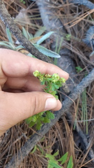 Alchemilla sibbaldiifolia