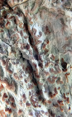 Enterographa pallidella