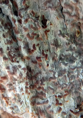 Enterographa pallidella