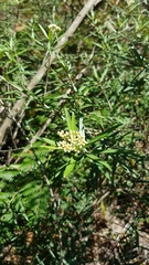 Ozothamnus argophyllus