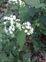 Ageratina altissima