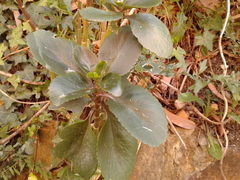 Kalanchoe densiflora