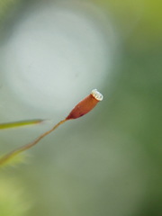 Pseudoleskea baileyi