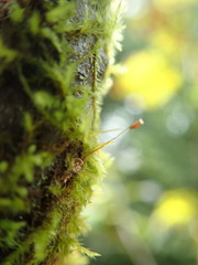 Pseudoleskea baileyi