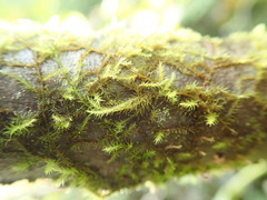 Pseudoleskea baileyi