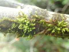 Pseudoleskea baileyi