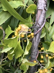 Celastrus orbiculatus