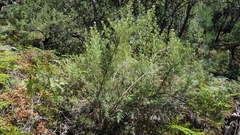 Ozothamnus argophyllus