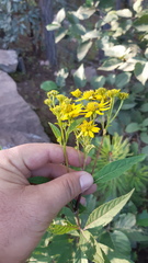 Verbesina apiculata