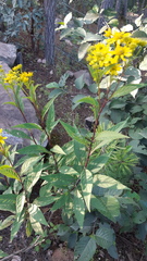 Verbesina apiculata