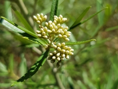 Ozothamnus argophyllus