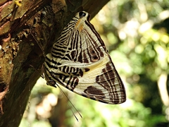 Colobura dirce