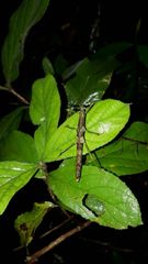 Pygirhynchus toledopizai