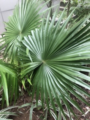 Saribus rotundifolius