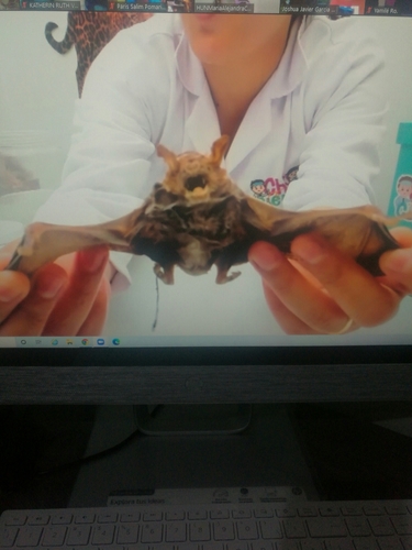 photo of Vesper Bats (Vespertilioninae)