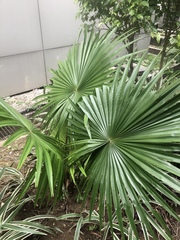 Saribus rotundifolius