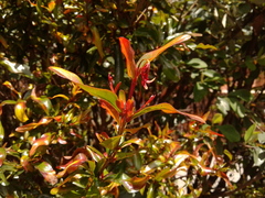 Punica