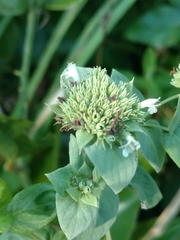 Pycnanthemum setosum