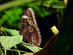 Morpho helenor achillaena