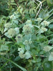 Pycnanthemum setosum