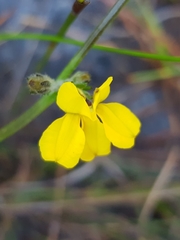 Goodenia glomerata