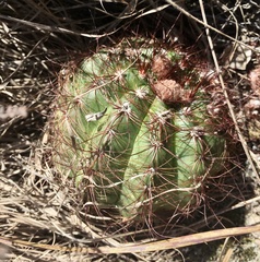 Parodia ottonis