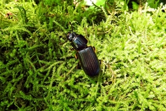 Coleoptera