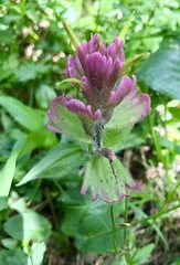 Castilleja rhexiifolia