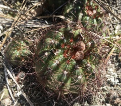 Parodia ottonis