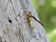 Polistes myersi