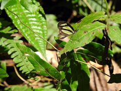 Lepidoptera