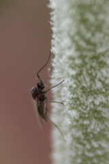 Diptera