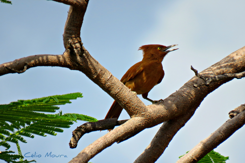 Caatinga Cacholote