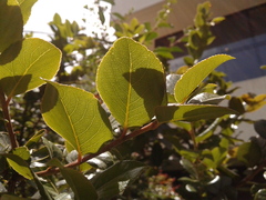 Xylosma spiculifera