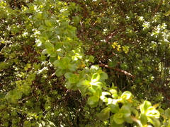 Escallonia myrtilloides