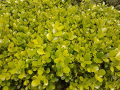 Buxus microphylla
