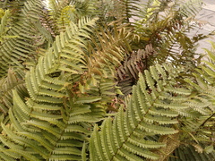 Dryopteris wallichiana