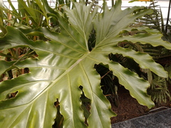 Philodendreae