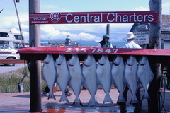 Hippoglossus stenolepis