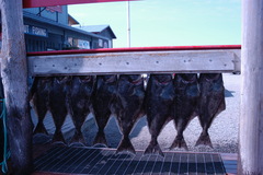 Hippoglossus stenolepis