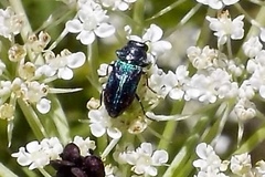 Bilyaxia
