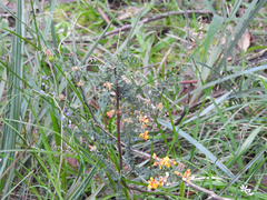 Pultenaea gunnii