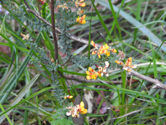 Pultenaea gunnii